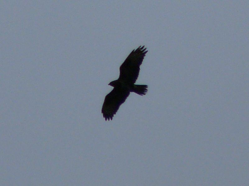 identificazione